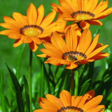Semillas de Gazania Zany F1 Naranja (semillas pildoradas)