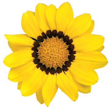 Semillas de Gazania Zany F1 Yellow (semillas pildoradas)