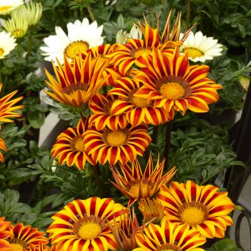 Semillas de Gazania Zany F1 Orange Flame