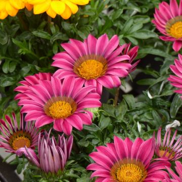 Semillas de Gazania Zany F1 Pink