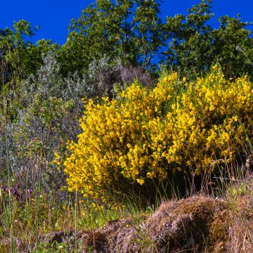 Semillas de Retama negra - Cytisus scoparius