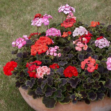 Geranio Horizon Shadow Mix F1- Pelargonium