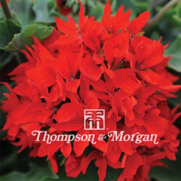 Geranio Quantum Red F1- Pelargonium