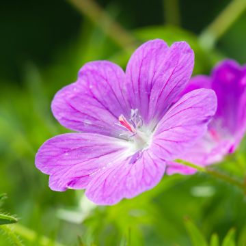 Geranium sanguineum Vision Violet - Geranio de sangre