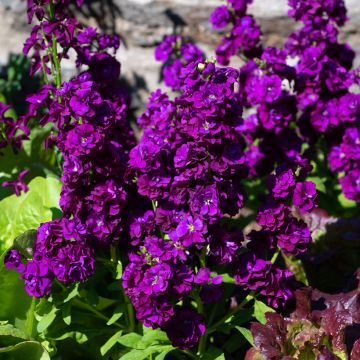 Matthiola incana Anytime Deep Purple (semillas) - Alhelí