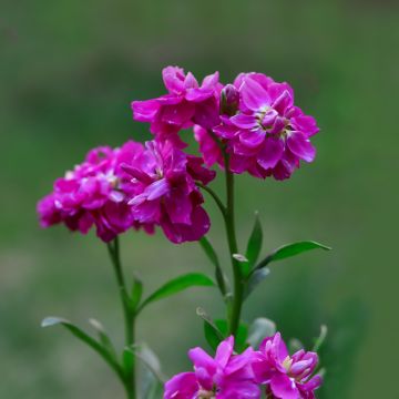 Matthiola incana Anytime Hot Pink (semillas) - Alhelí
