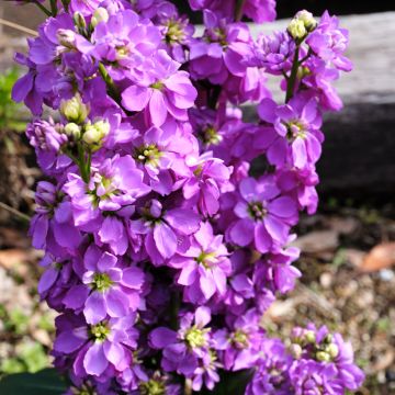 Matthiola incana Anytime Lavender (semillas) - Alhelí
