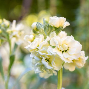 Matthiola incana Anytime Yellow (semillas) - Alhelí