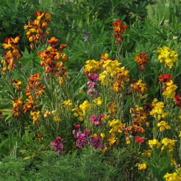 Erysimum Mix - Alhelí