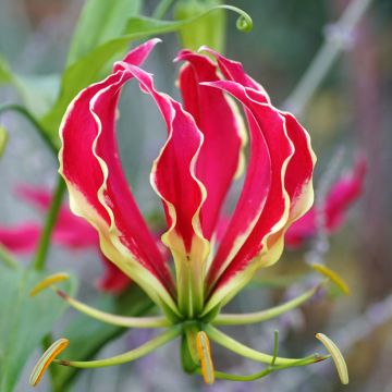 Semillas de Gloriosa superba Rothschildiana