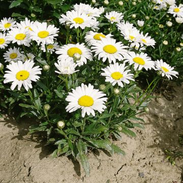 Leucanthemum x superbum Silver Princess - Marguerite des jardins Little Princess, Petite Princesse d'Argent, Leucanthème Silberprinzesschen, Silver Princess, Princesse d'argent
