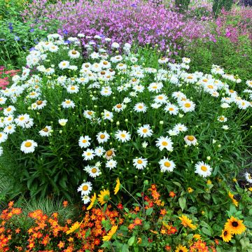 Semillas de Margarita Reina Crazy Daisy - Leucanthemum x superbum Semillas de Margarita Reina Crazy Daisy - Leucanthemum x superbum