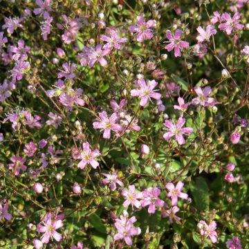 Semillas de Gypsophila elegans Rosea - Aliento de bebé Semillas de Gypsophila elegans Rosea - Aliento de bebé