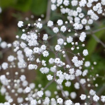 Gypsophila paniculata Snowflake (semillas) - Velo de novia