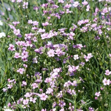 Semillas de Aliento de bebé Rosea - Gypsophila repens