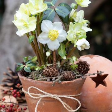 Helleborus niger (semillas) - Eléboro negro