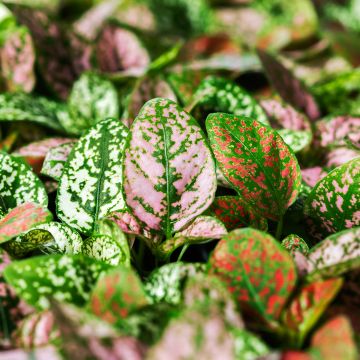 Semillas de Hoja de sangre Coloratus Mix