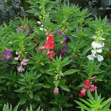 Impatiens balsamina A flores de Camelia Mix - Alegría