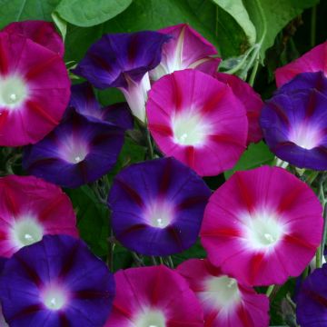 Ipomoea purpurea Bohemian Shades (semillas)