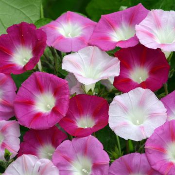 Ipomoea purpurea La Vie en Rose (semillas)