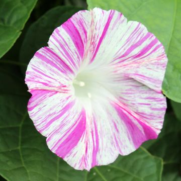 Ipomoea purpurea Venice Pink (semillas)