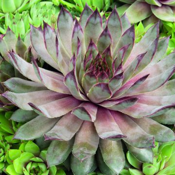Sempervivum Hippie Chicks (semillas recubiertas) - Siempreviva Sempervivum Hippie Chicks (semillas recubiertas) - Siempreviva