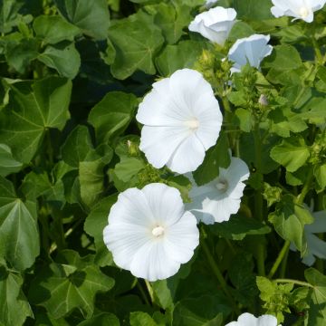 Lavatera trimestris Mont Blanc BIO (Semillas) - Malva real