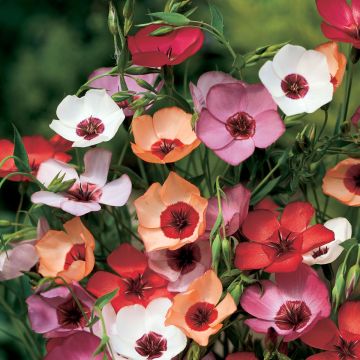 Linum grandiflorum Charmer Mix