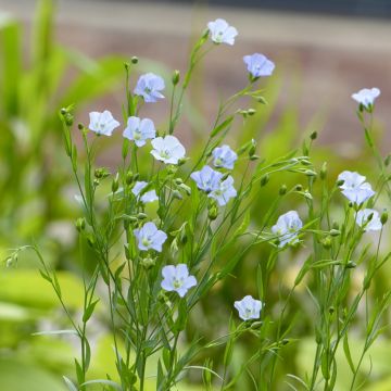 Linum usitatissimum Skyscraper - Lin cultivé