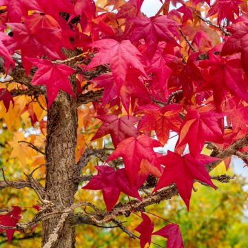 Semillas de Liquidámbar americano - Liquidambar styraciflua