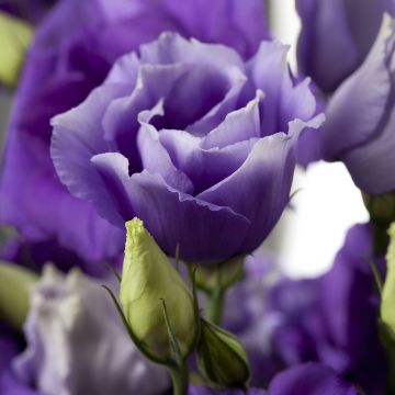 Lisianthus F1 Cessna Blue III (semillas recubiertas) - Eustoma