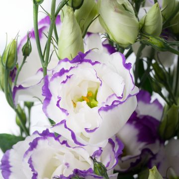 Lisianthus F1 Cessna Blue Picotee III (semillas recubiertas) - Eustoma