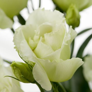 Lisianthus F1 Cessna Green III  (semillas recubiertas) - Eustoma