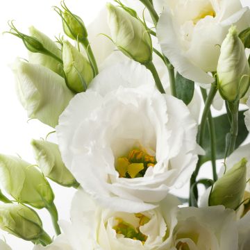 Lisianthus F1 Cessna Pure White III  (semillas recubiertas) - Eustoma