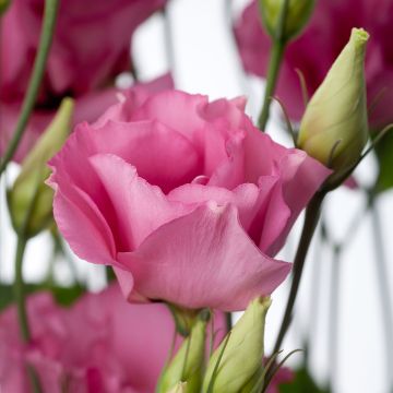 Lisianthus F1 Cessna Rose III  (semillas recubiertas) - Eustoma