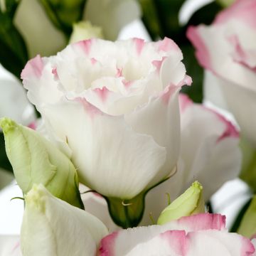 Lisianthus F1 Cessna Rose Picotee III (semillas recubiertas) - Eustoma