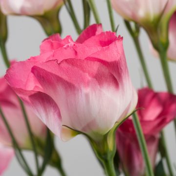 Lisianthus F1 Cessna Vogue IV (semillas recubiertas) - Eustoma