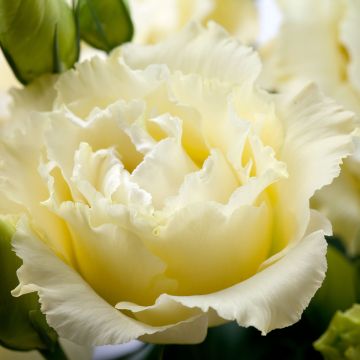 Lisianthus F1 Cessna Yellow III  (semillas recubiertas) - Eustoma