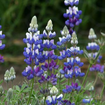 Lupinus nanus (semillas) - Altramuz