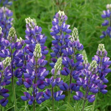 Lupinus hartwegii Avalune Blue (semillas) - Altramuz