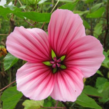 Malope trifida Glacier Fruits Mixed (semillas)