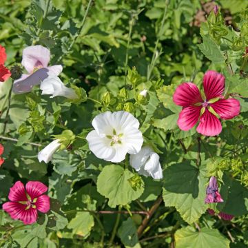 Malope trifida blanca (semillas)