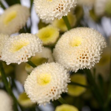 Semillas de Manzanilla de Jardín Doble Baya - Tanacetum parthenium (semillas recubiertas)