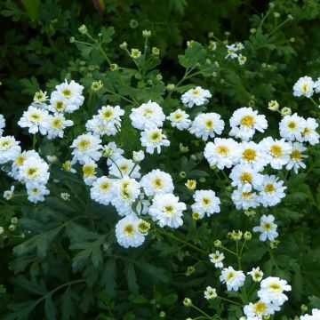 Semillas de Manzanilla Doble Tetra White Wonder - Tanacetum parthenium