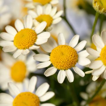Semillas de Manzanilla simple Camilla (semillas recubiertas) - Tanacetum parthenium