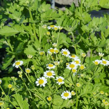 Semillas de Matricaria Simple Tetra White Single - Tanacetum parthenium
