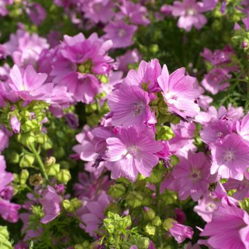 Semillas de Malva mosqueta Rosea - Malva moschata
