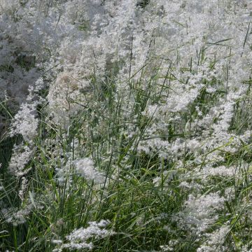 Semillas de Melinis minutiflora Silver Queen - Gramíneas perennes