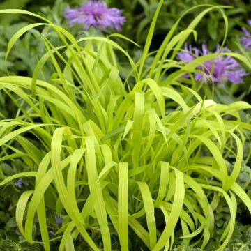 Semillas de Milium effusum Aureum Semillas de Milium effusum Aureum