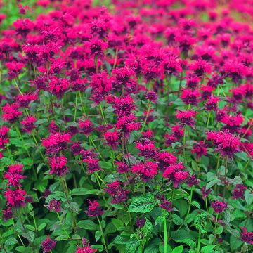 Semillas de Monarda didyma Panorama Red Shades - Bergamota silvestre Semillas de Monarda didyma Panorama Red Shades - Bergamota silvestre
